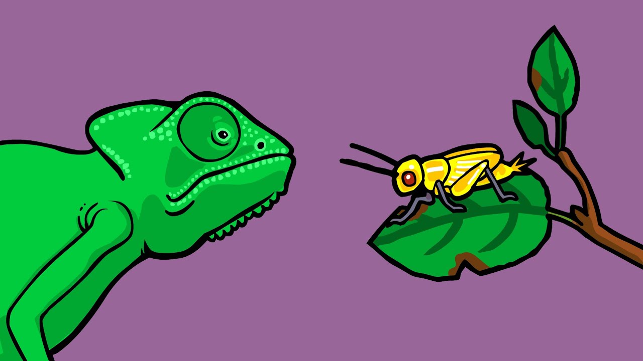 What is Natural Selection? What is Natural Selection?