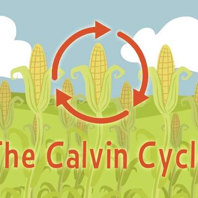 Nature's smallest factory: The Calvin cycle - Cathy Symington Nature's smallest factory: The Calvin cycle - Cathy Symington