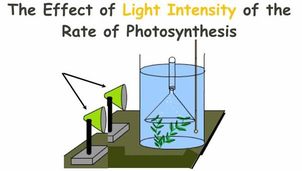 IGCSE 2.10. Rate limiting factors in photosynthesis.  Ms Cooper IGCSE 2.10. Rate limiting factors in photosynthesis.  Ms Cooper
