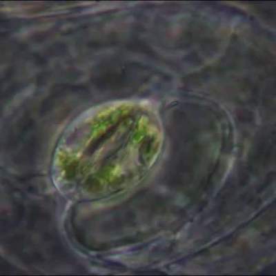 Las estomas - the stomata Las estomas - the stomata