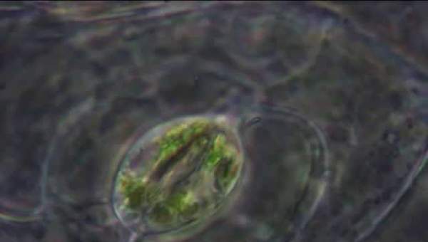 Las estomas - the stomata Las estomas - the stomata