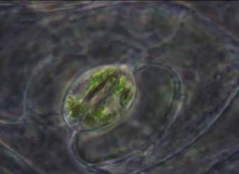 Las estomas - the stomata Las estomas - the stomata