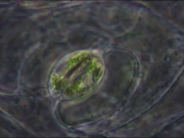 Las estomas - the stomata Las estomas - the stomata