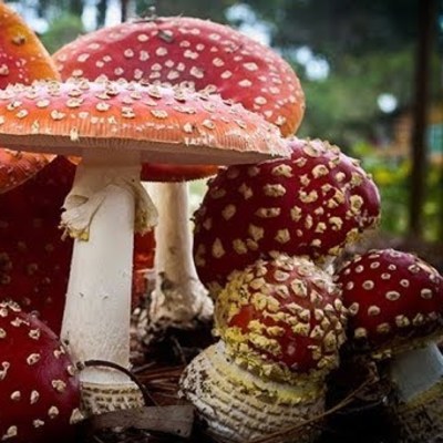 Introduction to Fungi Introduction to Fungi