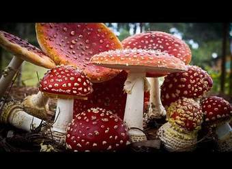 Introduction to Fungi Introduction to Fungi