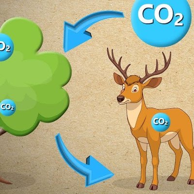 The Carbon Cycle | #aumsum The Carbon Cycle | #aumsum