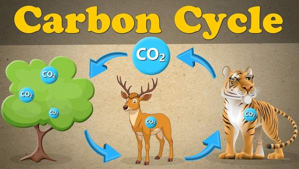 The Carbon Cycle | #aumsum The Carbon Cycle | #aumsum