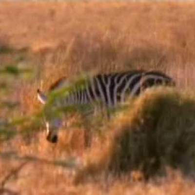 Predator and Prey in an Ecosystem Predator and Prey in an Ecosystem