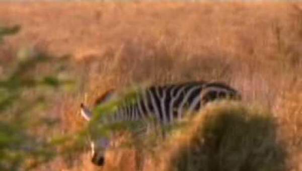 Predator and Prey in an Ecosystem Predator and Prey in an Ecosystem