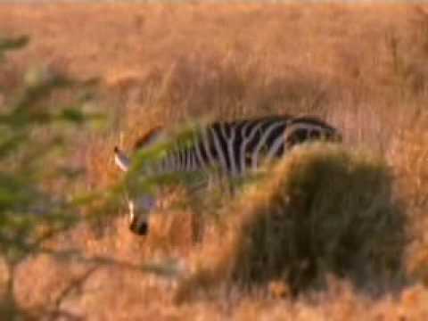 Predator and Prey in an Ecosystem Predator and Prey in an Ecosystem