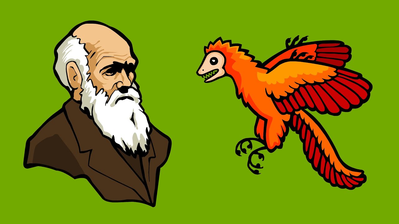 What is Evolution? What is Evolution?