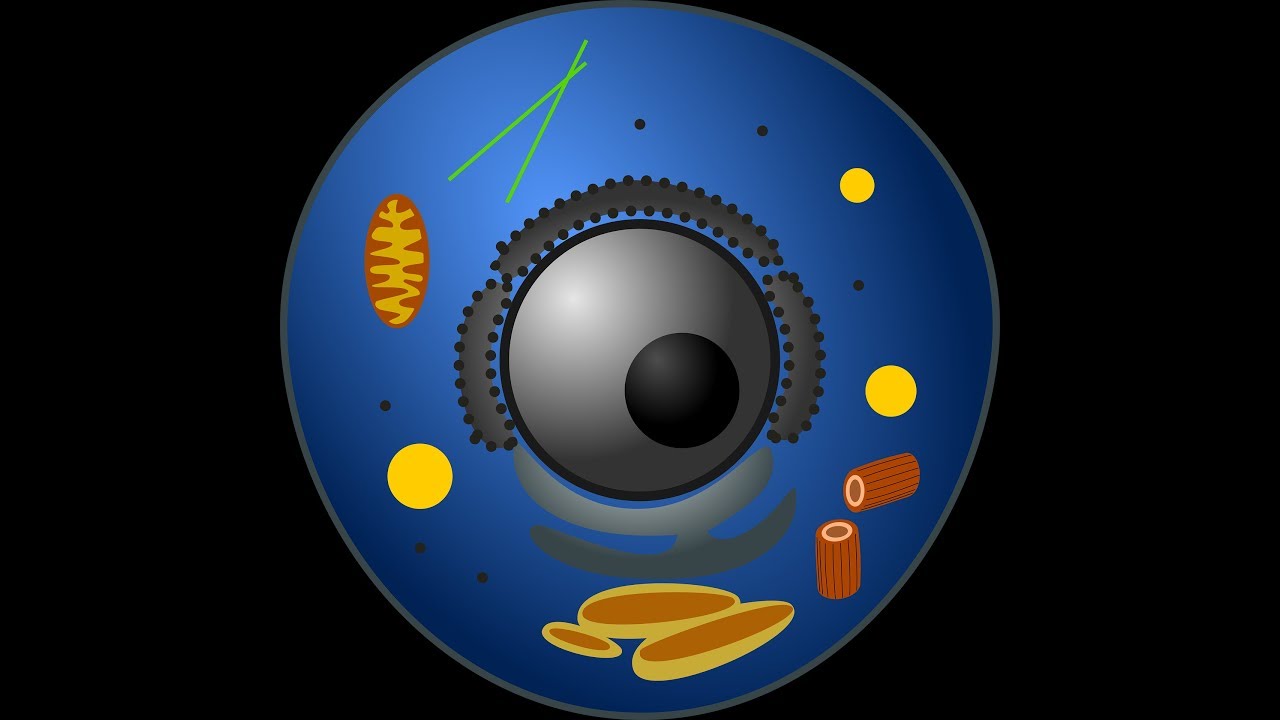 La Célula estructura, funciones y tipos. La Célula estructura, funciones y tipos.