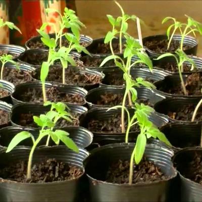 La función de relación de las plantas La función de relación de las plantas