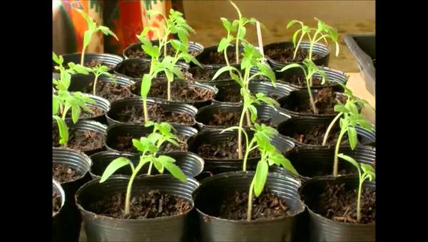 La función de relación de las plantas La función de relación de las plantas