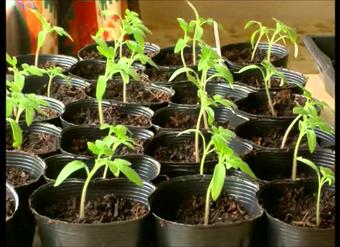 La función de relación de las plantas La función de relación de las plantas