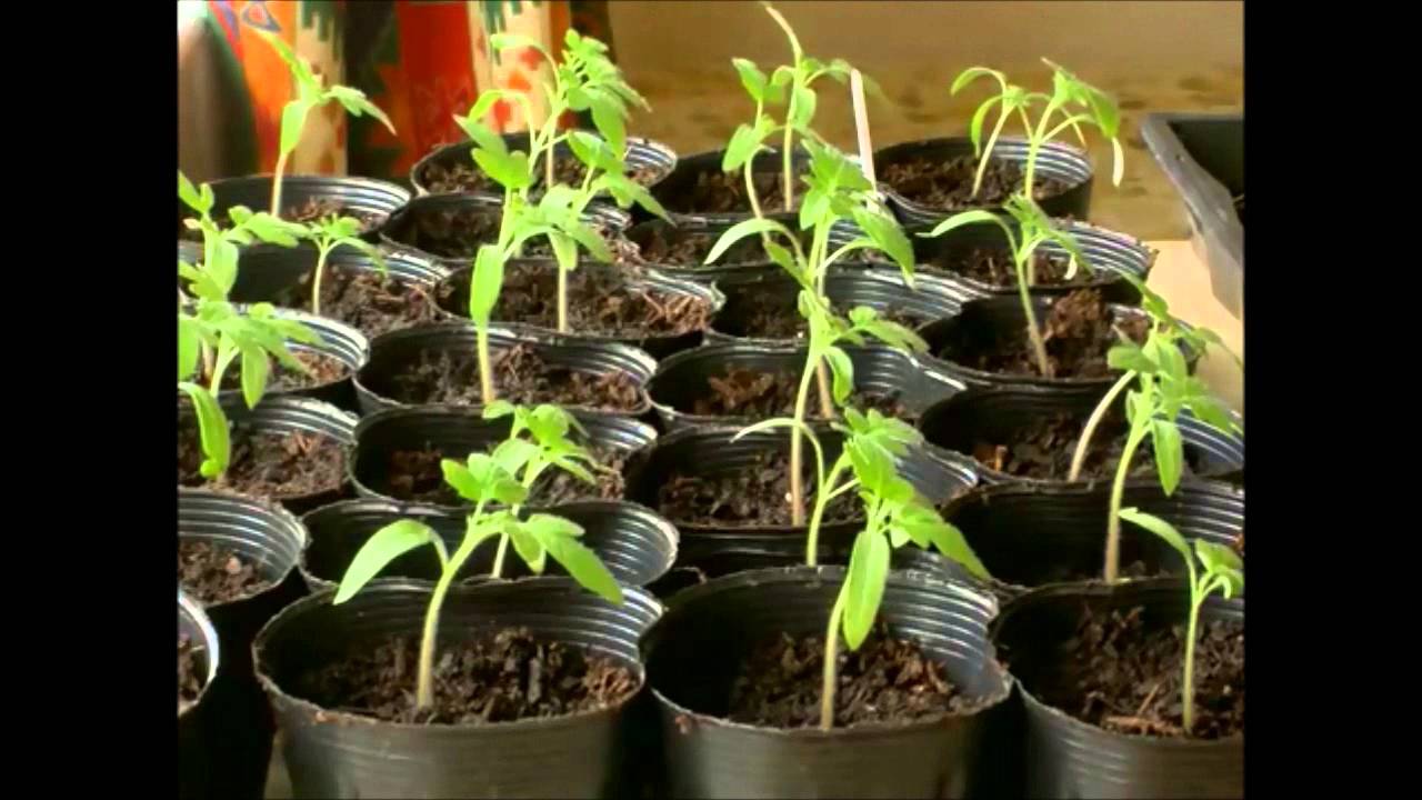 La función de relación de las plantas La función de relación de las plantas