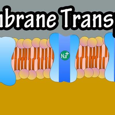 Cell Membrane Transport - Transport Across A Membrane - How Do Things Move Across A Cell Membrane Cell Membrane Transport - Transport Across A Membrane - How Do Things Move Across A Cell Membrane