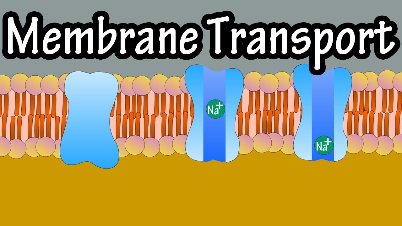 Cell Membrane Transport - Transport Across A Membrane - How Do Things Move Across A Cell Membrane Cell Membrane Transport - Transport Across A Membrane - How Do Things Move Across A Cell Membrane
