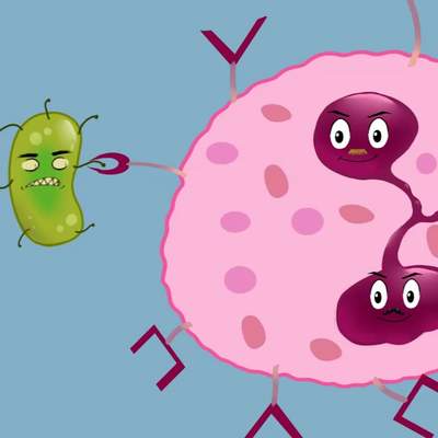 La Fagocitosis La Fagocitosis