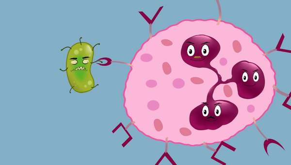 La Fagocitosis La Fagocitosis