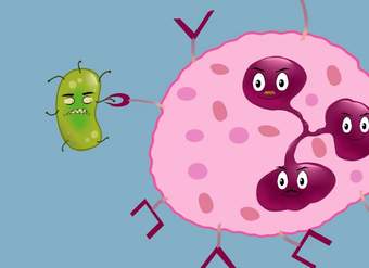 La Fagocitosis La Fagocitosis