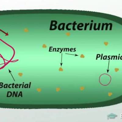 What is Bacteria ? Definition, Characteristics, Examples What is Bacteria ? Definition, Characteristics, Examples