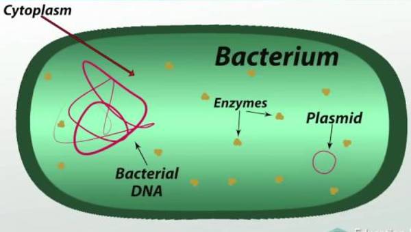 What is Bacteria ? Definition, Characteristics, Examples What is Bacteria ? Definition, Characteristics, Examples