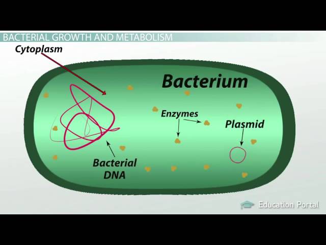 What is Bacteria ? Definition, Characteristics, Examples What is Bacteria ? Definition, Characteristics, Examples