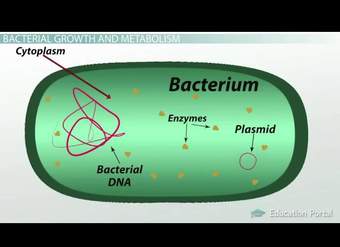 What is Bacteria ? Definition, Characteristics, Examples What is Bacteria ? Definition, Characteristics, Examples