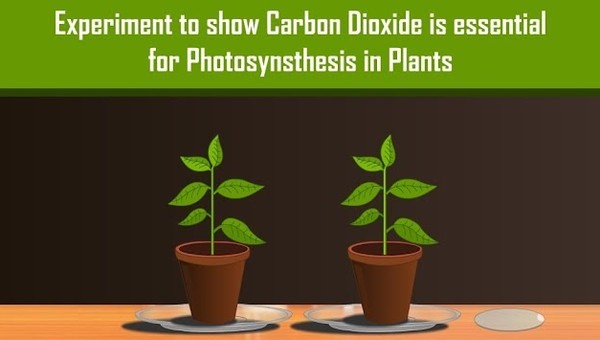 Carbon Dioxide is necessary for Photosynthesis in Plants with Simple Experiment Carbon Dioxide is necessary for Photosynthesis in Plants with Simple Experiment