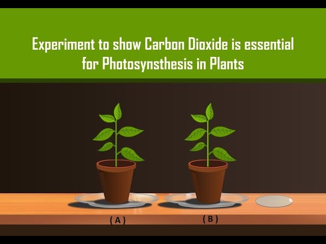 Carbon Dioxide is necessary for Photosynthesis in Plants with Simple Experiment Carbon Dioxide is necessary for Photosynthesis in Plants with Simple Experiment