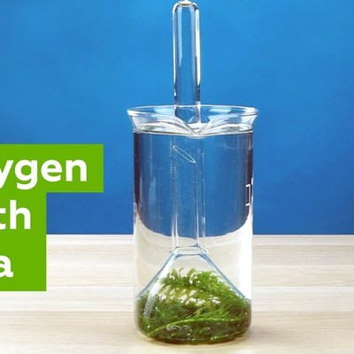 "Photosynthesis" experiment (How to make oxygen at home) "Photosynthesis" experiment (How to make oxygen at home)