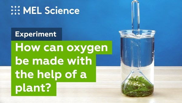 "Photosynthesis" experiment (How to make oxygen at home) "Photosynthesis" experiment (How to make oxygen at home)