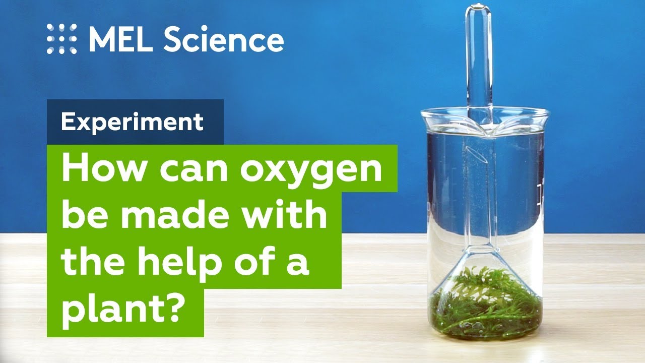 "Photosynthesis" experiment (How to make oxygen at home) "Photosynthesis" experiment (How to make oxygen at home)