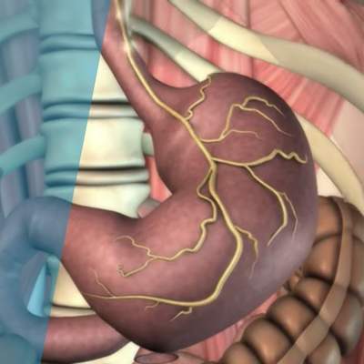 How does the Stomach Function? How does the Stomach Function?