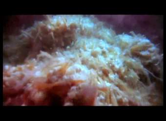 The Digestive System The Digestive System