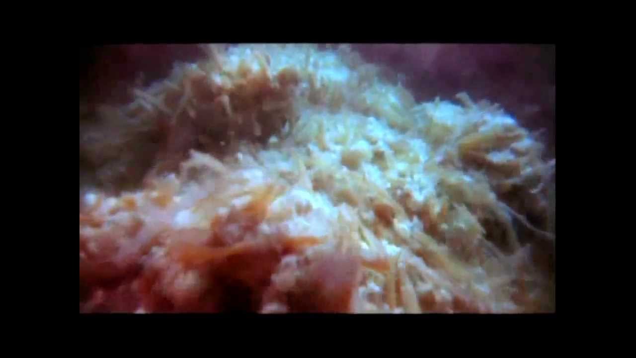 The Digestive System The Digestive System