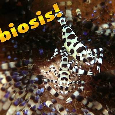 Symbiosis In The Sea | JONATHAN BIRD'S BLUE WORLD Symbiosis In The Sea | JONATHAN BIRD'S BLUE WORLD