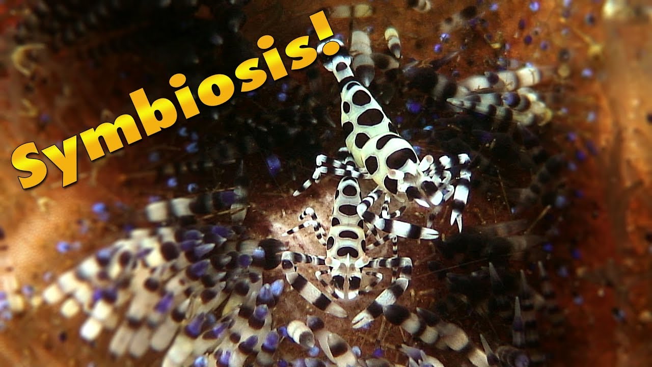 Symbiosis In The Sea | JONATHAN BIRD'S BLUE WORLD Symbiosis In The Sea | JONATHAN BIRD'S BLUE WORLD