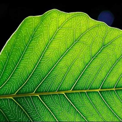 Photosynthesis Photosynthesis