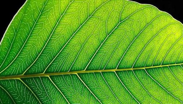 Photosynthesis Photosynthesis