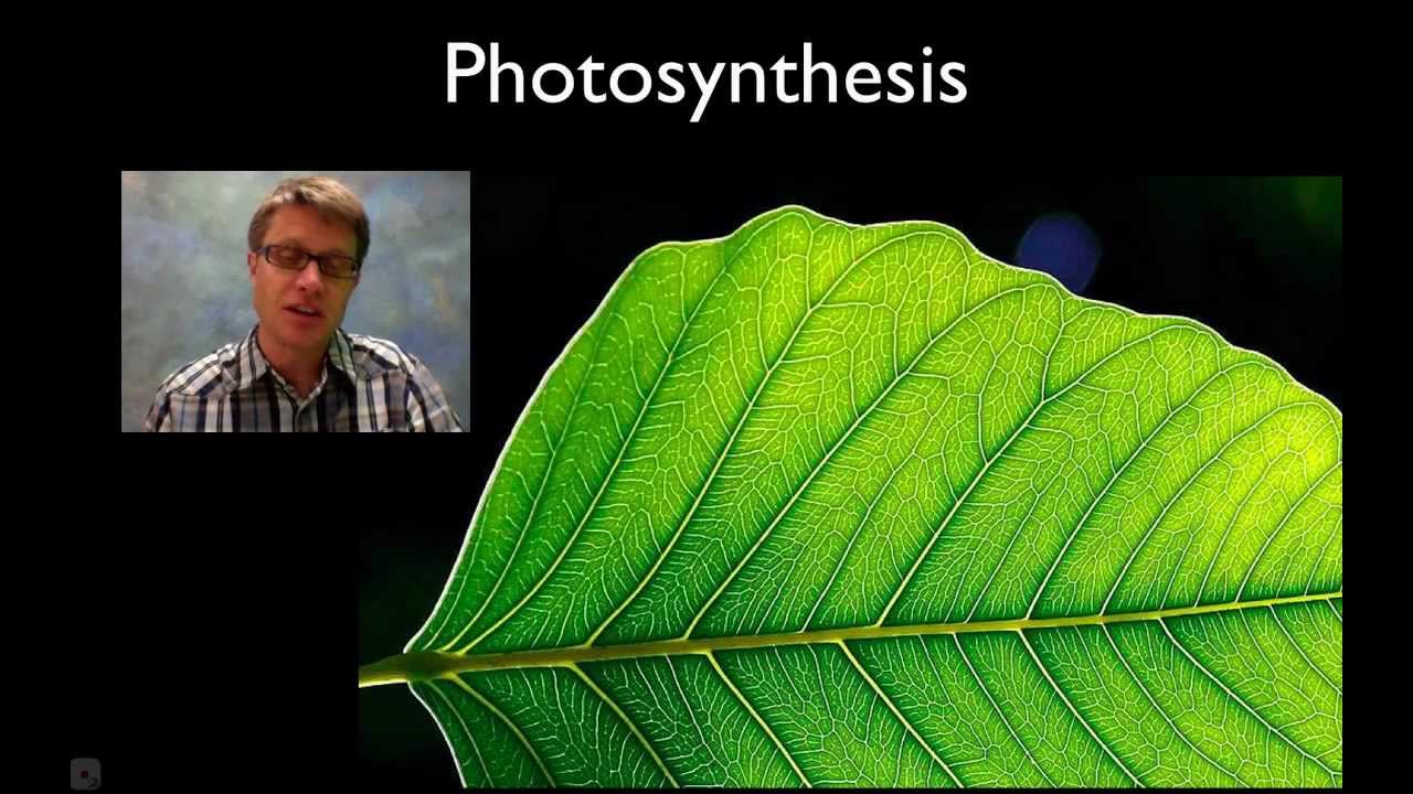 Photosynthesis Photosynthesis