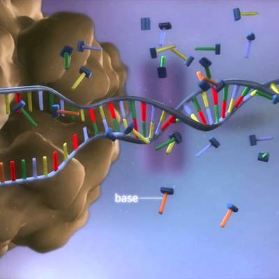 From DNA to protein - 3D From DNA to protein - 3D