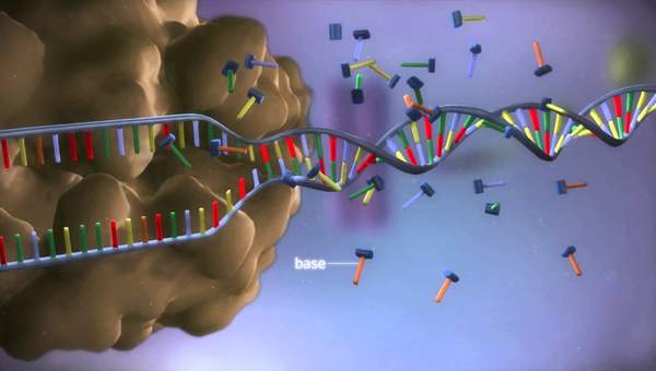 From DNA to protein - 3D From DNA to protein - 3D