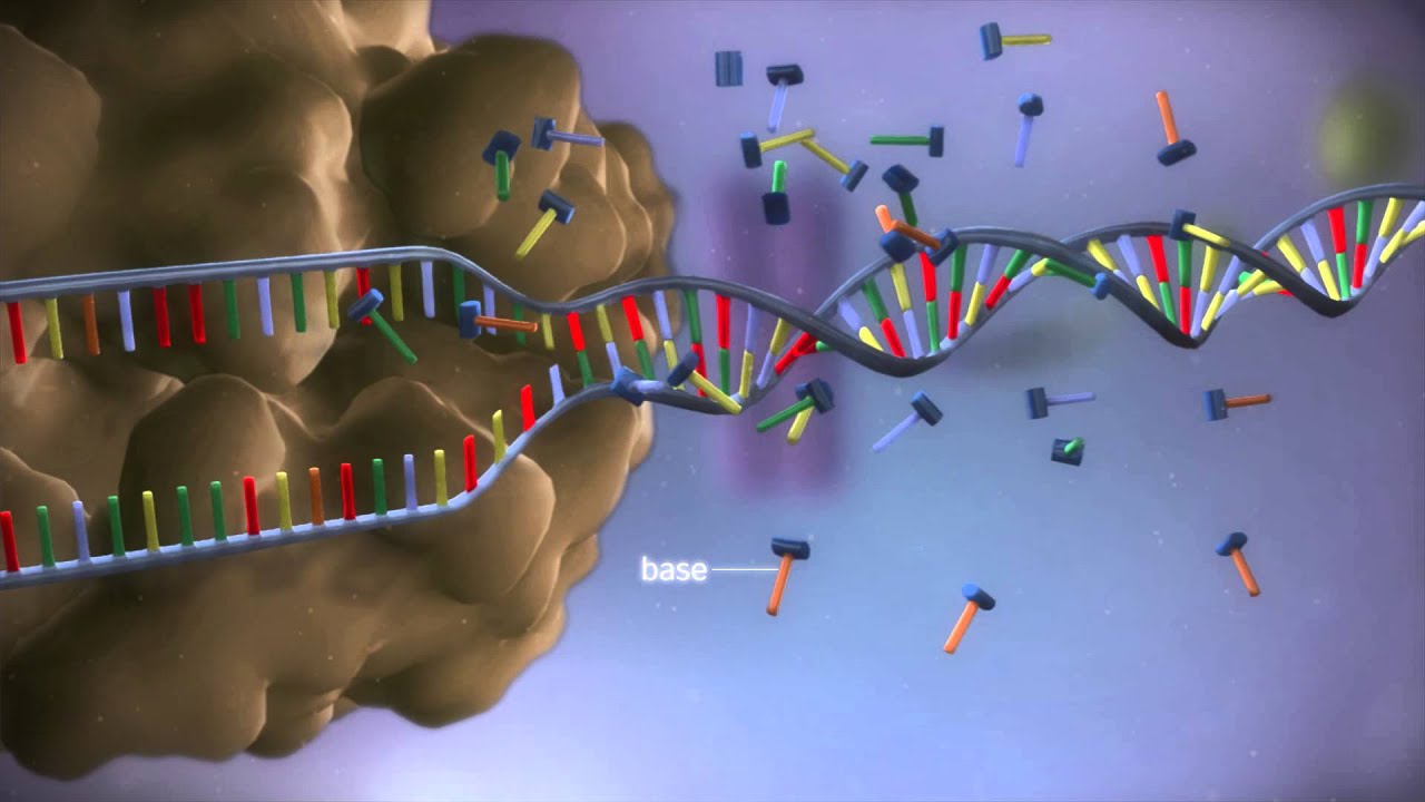 From DNA to protein - 3D From DNA to protein - 3D