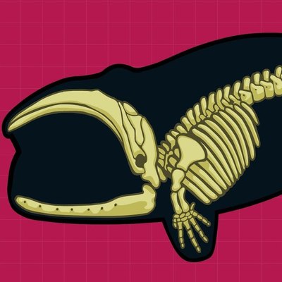 ¿Cuál es la evidencia para la evolución? ¿Cuál es la evidencia para la evolución?