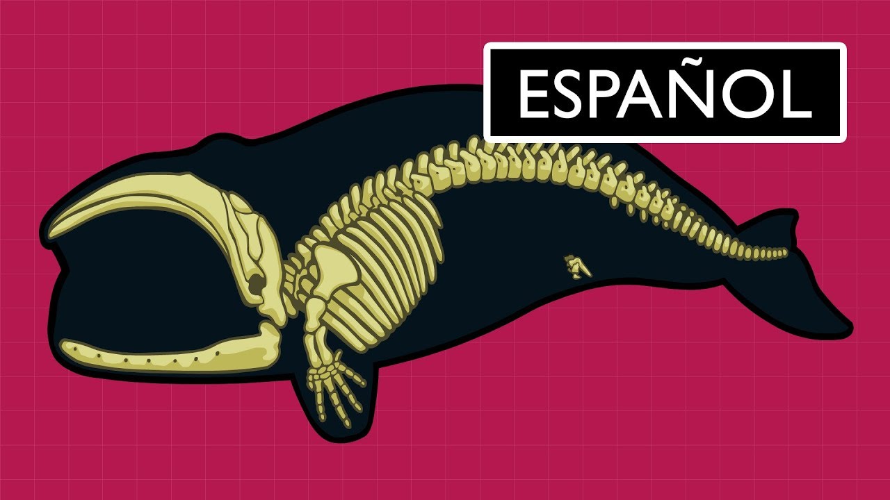 ¿Cuál es la evidencia para la evolución? ¿Cuál es la evidencia para la evolución?