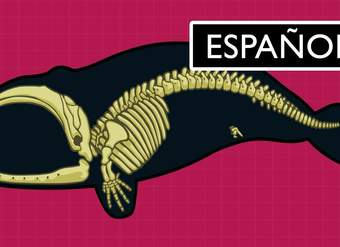 ¿Cuál es la evidencia para la evolución? ¿Cuál es la evidencia para la evolución?