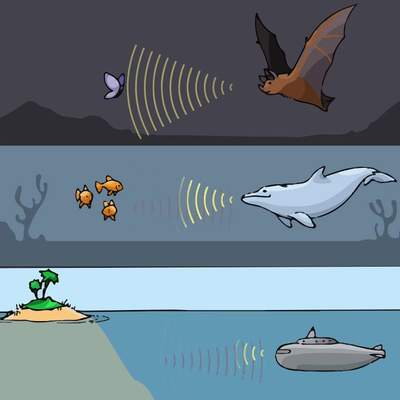 Skin & Bones - Big Idea: Echolocation (new version) Skin & Bones - Big Idea: Echolocation (new version)