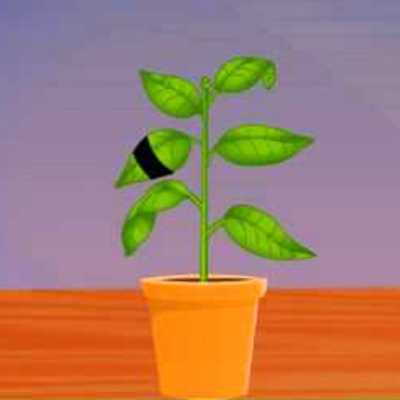 To Demonstrate that light is necessary for photosynthesis e learning science To Demonstrate that light is necessary for photosynthesis e learning science